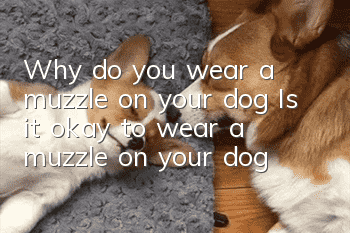 Why do you wear a muzzle on your dog? Is it okay to wear a muzzle on your dog?