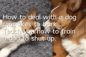 How to deal with a dog that likes to bark. Teach you how to train a dog to shut up.