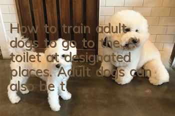 How to train adult dogs to go to the toilet at designated places. Adult dogs can also be trained.