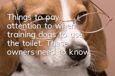 Things to pay attention to when training dogs to use the toilet. These owners need to know