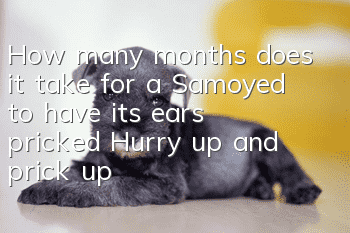 How many months does it take for a Samoyed to have its ears pricked? Hurry up and prick up your Samoyed’s ears to make them look better!