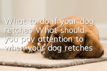 What to do if your dog retches? What should you pay attention to when your dog retches?