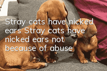 Stray cats have nicked ears Stray cats have nicked ears not because of abuse