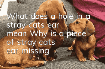 What does a hole in a stray cat's ear mean? Why is a piece of stray cat's ear missing?