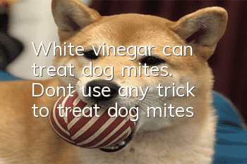 White vinegar can treat dog mites. Don’t use any trick to treat dog mites!