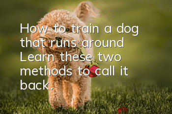 How to train a dog that runs around? Learn these two methods to call it back.