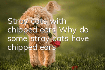 Stray cats with chipped ears Why do some stray cats have chipped ears?