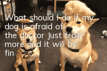 What should I do if my dog is afraid of the doctor? Just train more and it will be fine