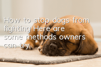How to stop dogs from fighting? Here are some methods owners can try