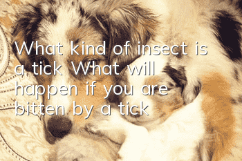 What kind of insect is a tick? What will happen if you are bitten by a tick?