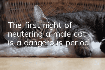 The first night of neutering a male cat is a dangerous period