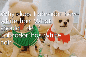 Why does Labrador have white hair? What should I do if Labrador has white hair?