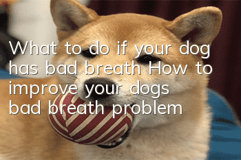 What to do if your dog has bad breath How to improve your dog’s bad breath problem