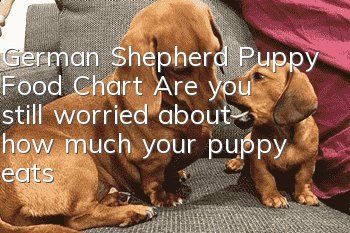 German Shepherd Puppy Food Chart Are you still worried about how much your puppy eats?