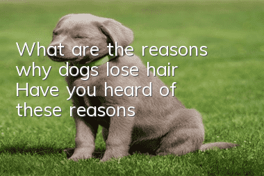 What are the reasons why dogs lose hair? Have you heard of these reasons?