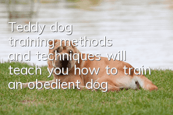 Teddy dog training methods and techniques will teach you how to train an obedient dog!