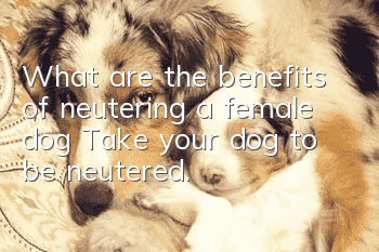 What are the benefits of neutering a female dog? Take your dog to be neutered.