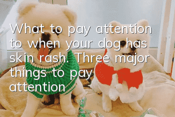 What to pay attention to when your dog has skin rash. Three major things to pay attention to when your dog has skin rash.