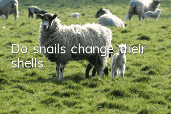 Do snails change their shells?