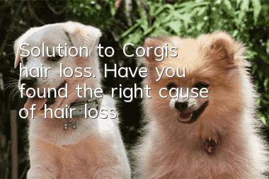 Solution to Corgi’s hair loss. Have you found the right cause of hair loss?
