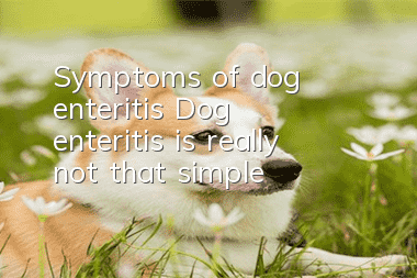 Symptoms of dog enteritis: Dog enteritis is really not that simple!