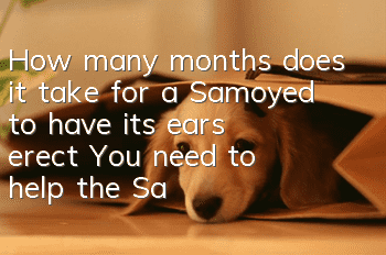 How many months does it take for a Samoyed to have its ears erect? You need to help the Samoyed with its ears!