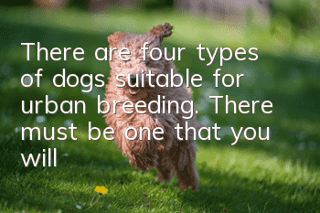 There are four types of dogs suitable for urban breeding. There must be one that you will like.