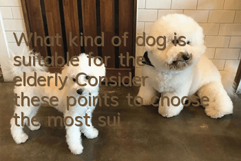 What kind of dog is suitable for the elderly? Consider these points to choose the most suitable dog.