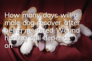How many days will a male dog recover after being neutered? Wound healing still depends on the dog’s physical condition