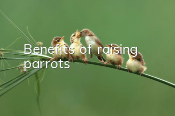 Benefits of raising parrots