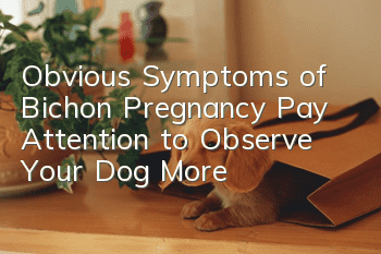 Obvious Symptoms of Bichon Pregnancy: Pay Attention to Observe Your Dog More