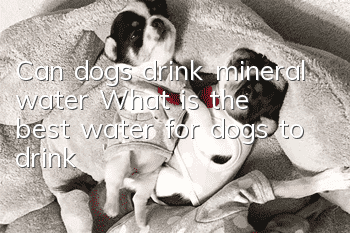 Can dogs drink mineral water? What is the best water for dogs to drink?