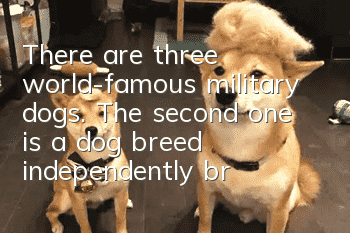 There are three world-famous military dogs. The second one is a dog breed independently bred in my country.