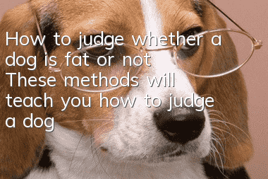 How to judge whether a dog is fat or not? These methods will teach you how to judge a dog’s body shape.