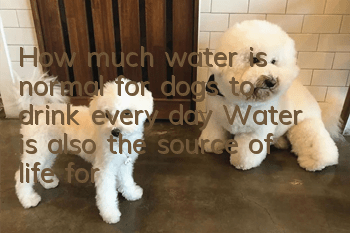 How much water is normal for dogs to drink every day? Water is also the source of life for dogs.