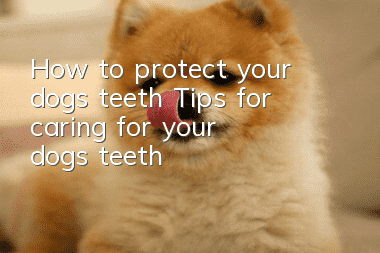 How to protect your dog’s teeth Tips for caring for your dog’s teeth
