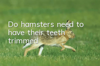 Do hamsters need to have their teeth trimmed?