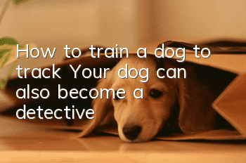 How to train a dog to track? Your dog can also become a detective