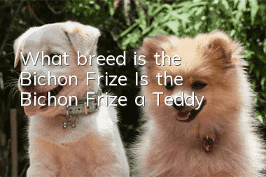 What breed is the Bichon Frize? Is the Bichon Frize a Teddy?