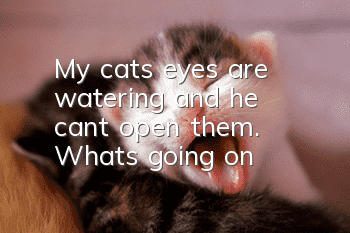 My cat's eyes are watering and he can't open them. What's going on?