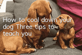How to cool down your dog? Three tips to teach you