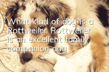 What kind of dog is a Rottweiler? Rottweiler is an excellent family companion dog