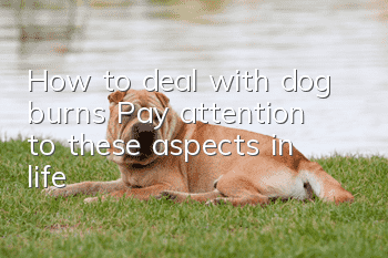 How to deal with dog burns? Pay attention to these aspects in life
