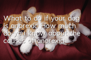What to do if your dog is anorexic? How much do you know about the causes of anorexia?