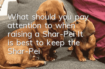 What should you pay attention to when raising a Shar-Pei? It is best to keep the Shar-Pei away from swimming as much as possible