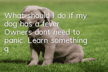What should I do if my dog has a fever? Owners don’t need to panic. Learn something quickly.