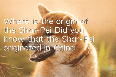 Where is the origin of the Shar-Pei? Did you know that the Shar-Pei originated in China?