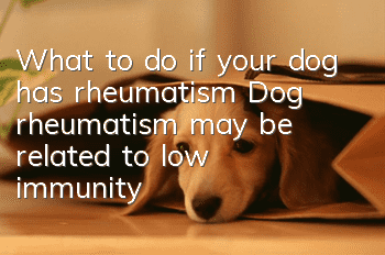 What to do if your dog has rheumatism? Dog rheumatism may be related to low immunity!