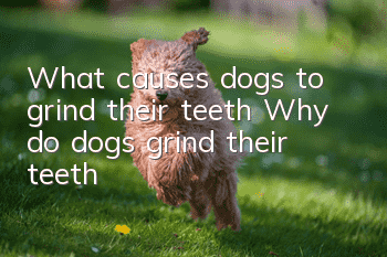 What causes dogs to grind their teeth? Why do dogs grind their teeth?