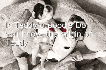 Is Teddy a poodle? Do you know the origin of Teddy?